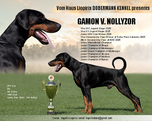 Gamon v. Nollyzor